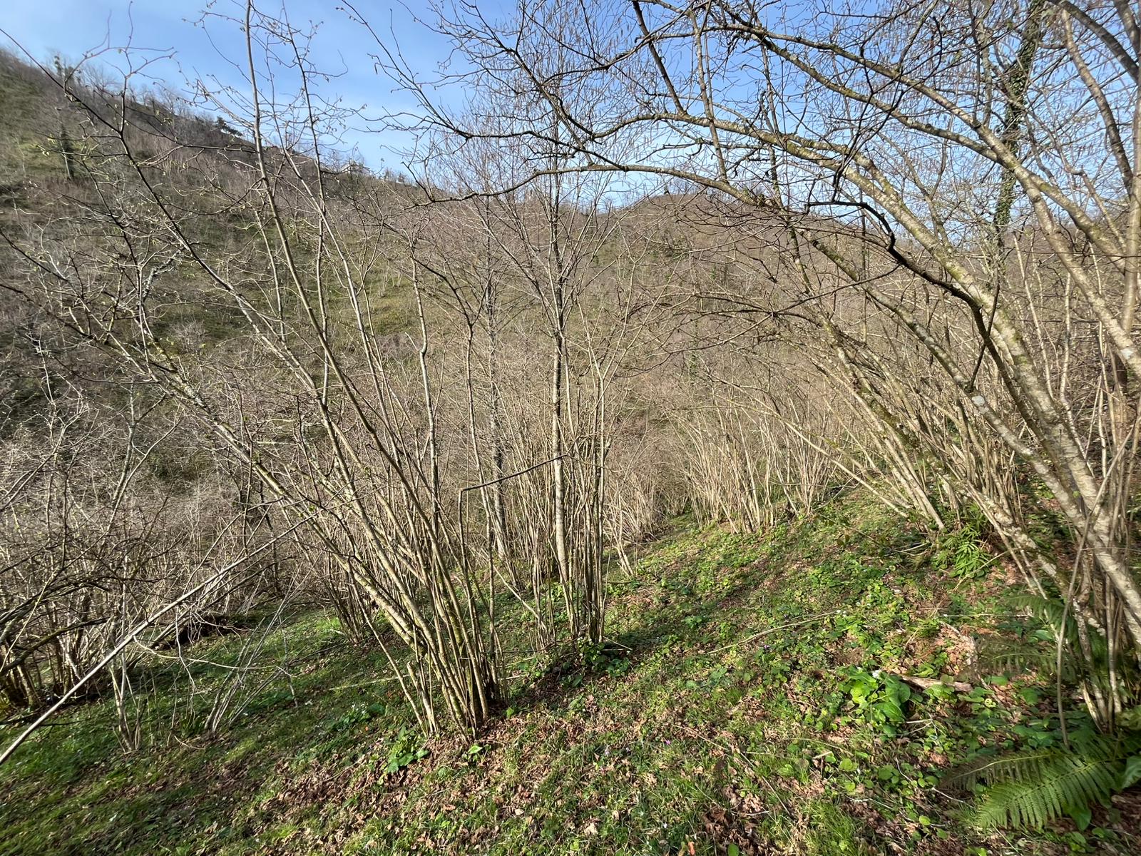 SATILIK FINDIK BAHCESİ( ARSA)